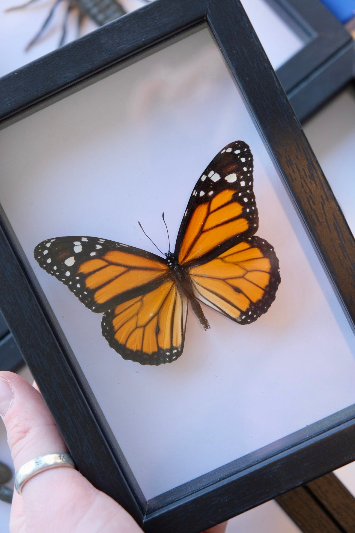 Monarch Butterfly / Danaus Plexippus in a frame