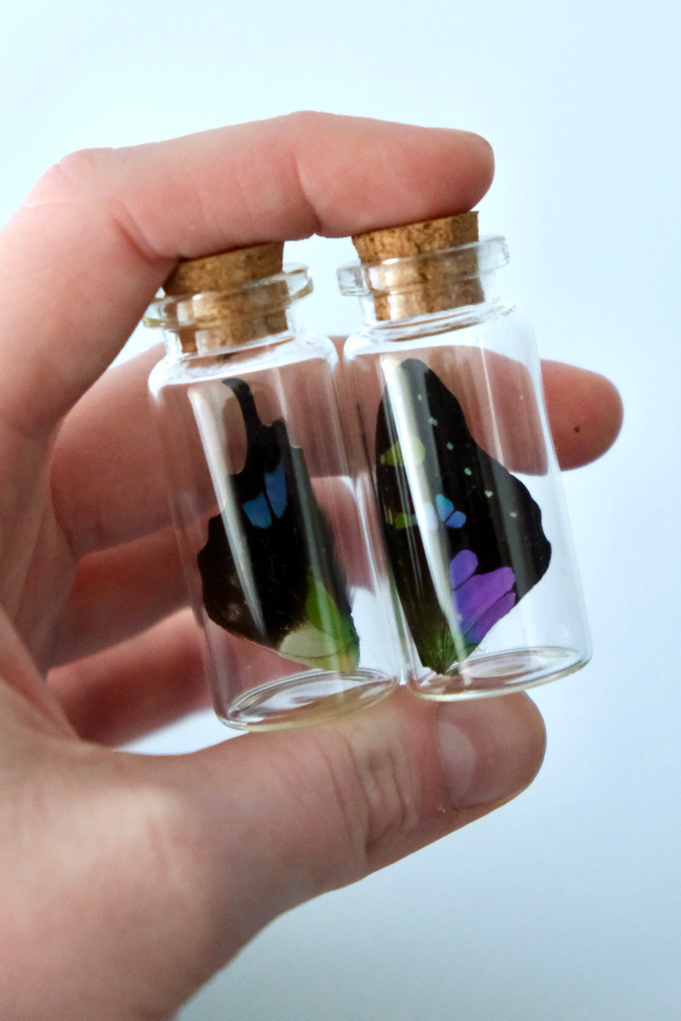 Purple Spotted Swallowtail / Graphium Weiskei Wing Jar