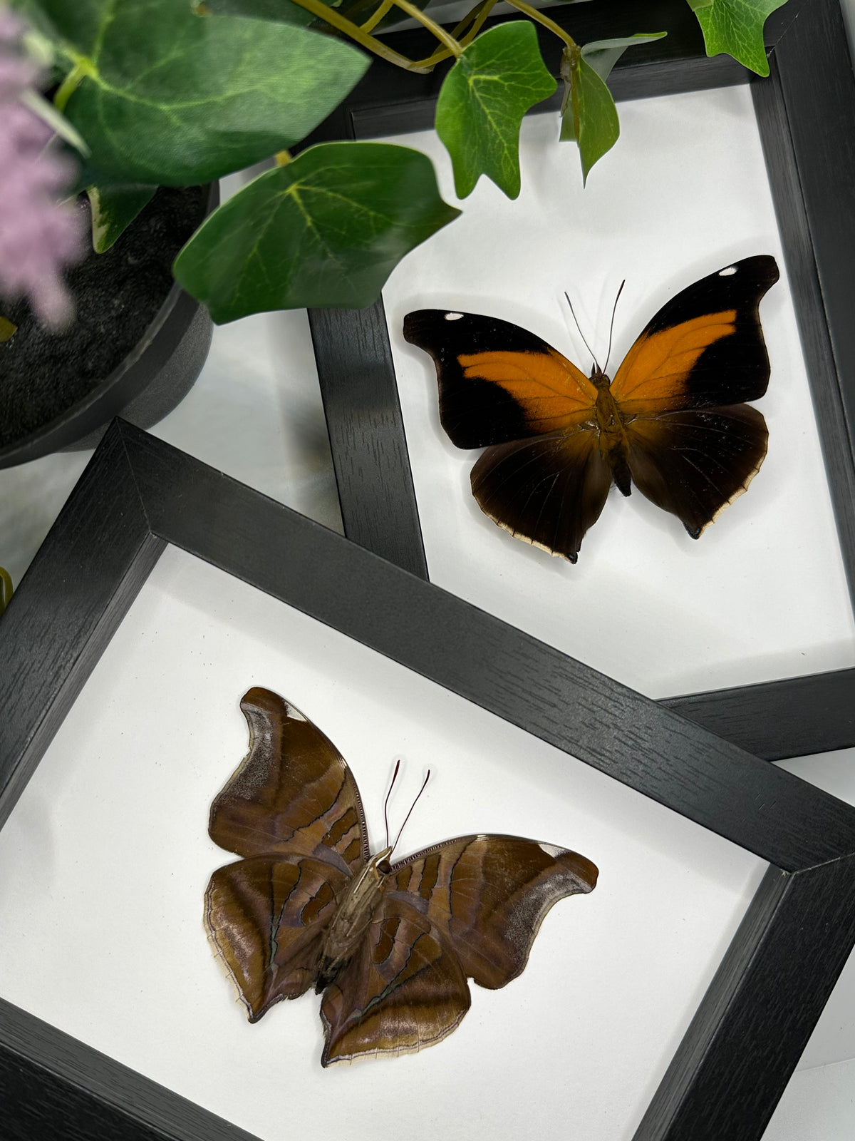 Historis Odius Butterfly in a frame