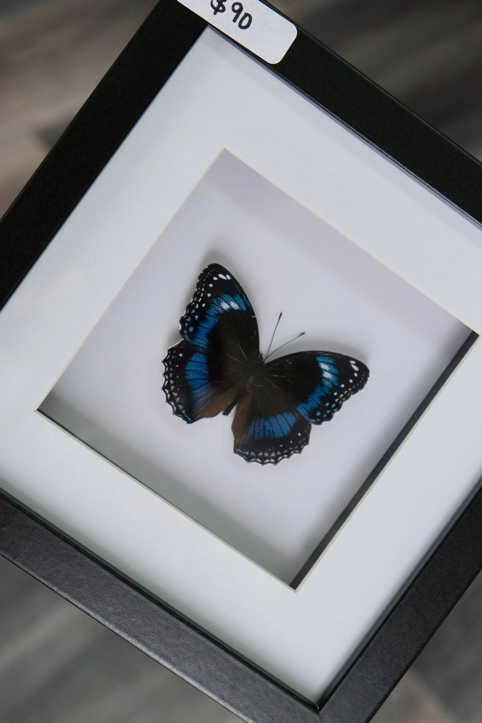 Varied Eggfly Butterfly / Hypolimnas Bolina