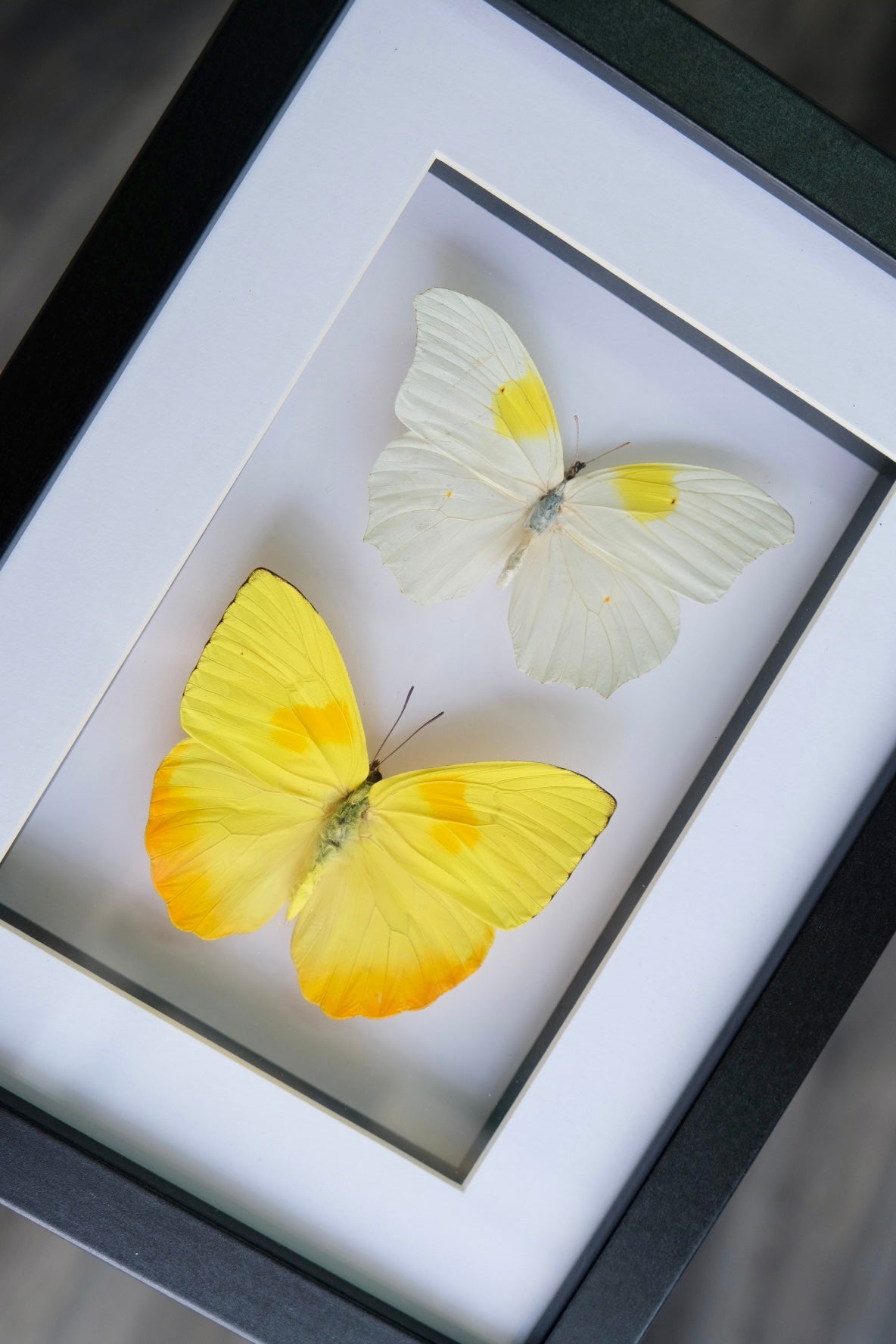 Sulphar Butterfly Duo frame | Scratched