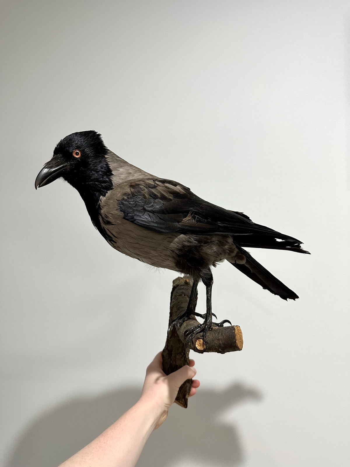 “Apollo” Taxidermy Hooded Crow | Wall Mounted | PICK UP ONLY