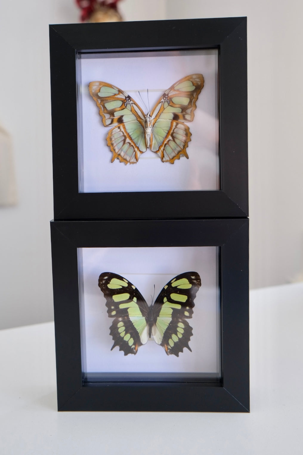 Malachite butterfly / Siproeta Stelenes in a frame