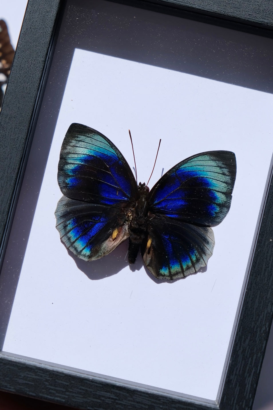 Agrias Beata x Prepona Demophon HYBRID Butterfly in a frame