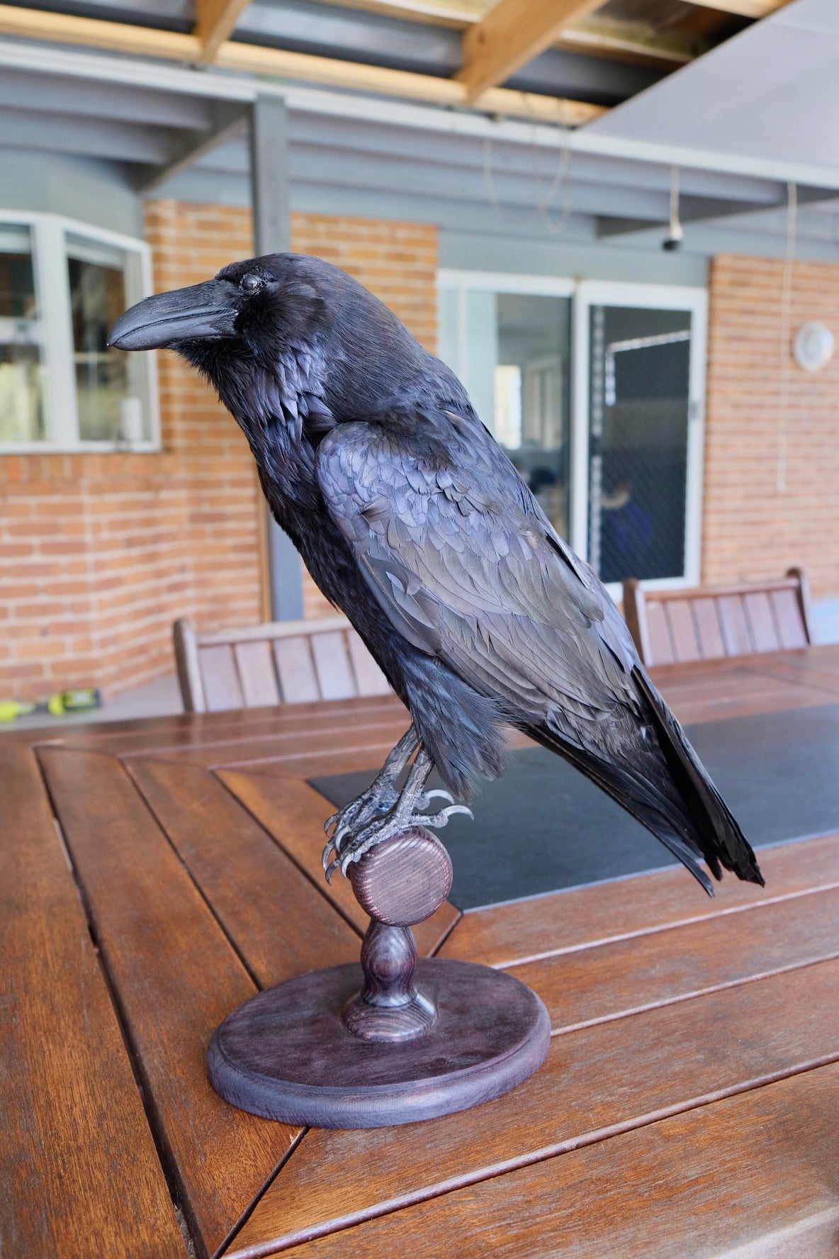 Taxidermy European Raven | Express shipping unavailable