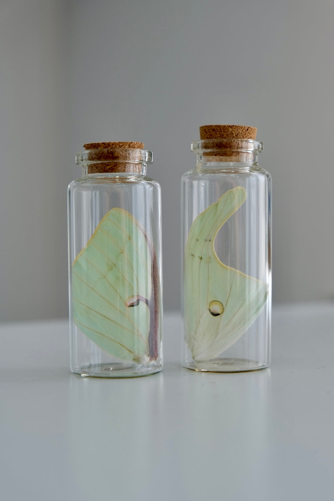 Luna Moth Wing Jar