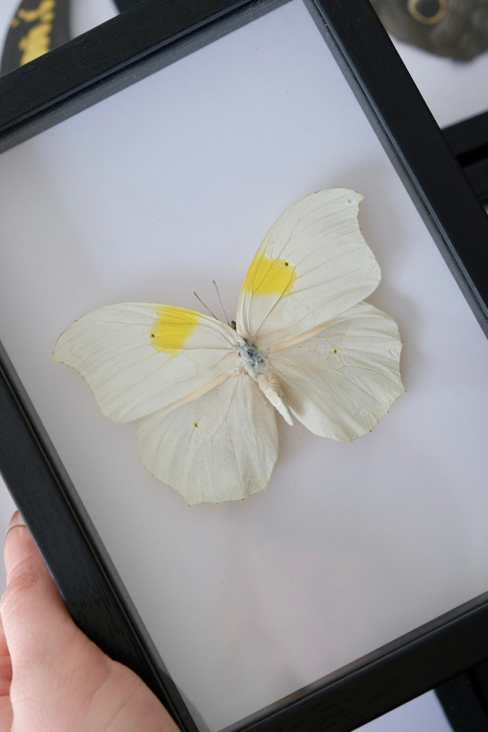 White Angled-Sulphur Butterfly / Anteos Clorinde in a frame