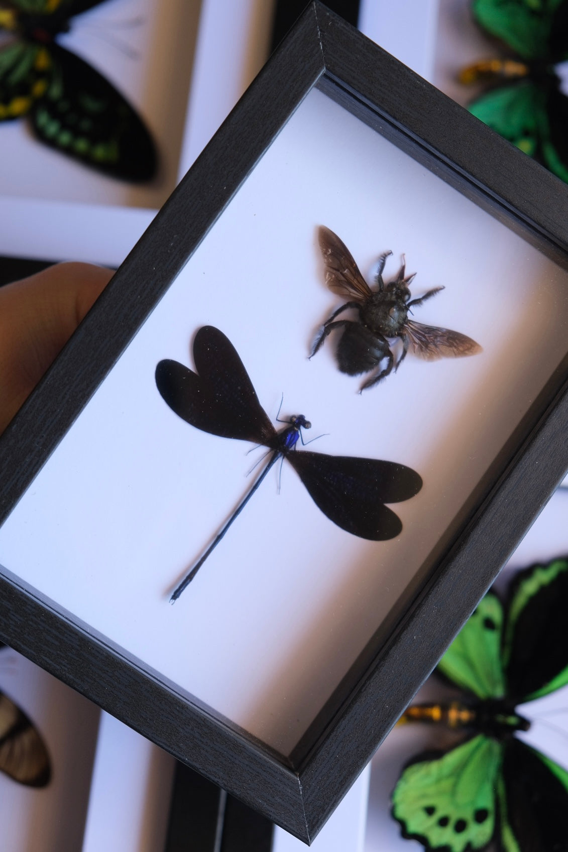 Bee & Damselfly Duo / Xylocopa Caerulea & Vestalis Luctuosa in a frame #1