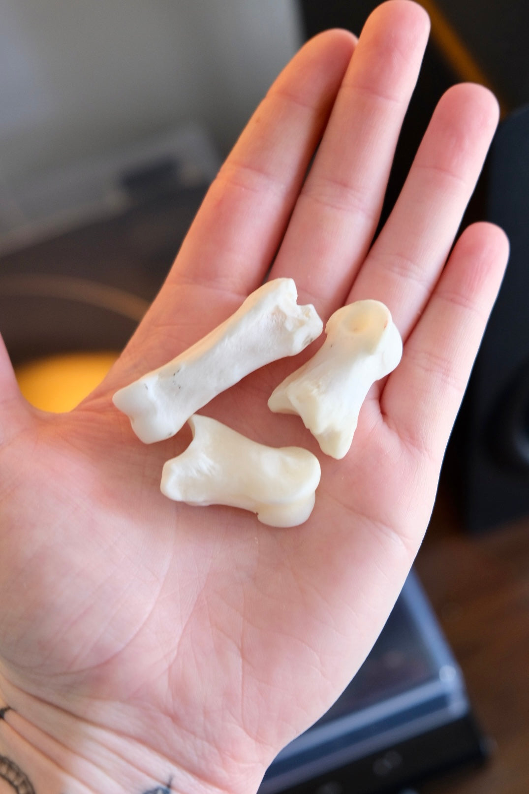 Deer Toe Bone