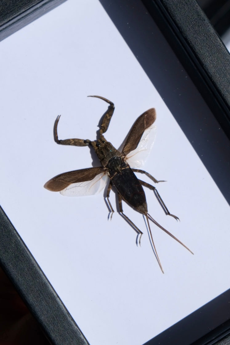 Water Scorpion / Laccotrephes Archipelagi in a frame