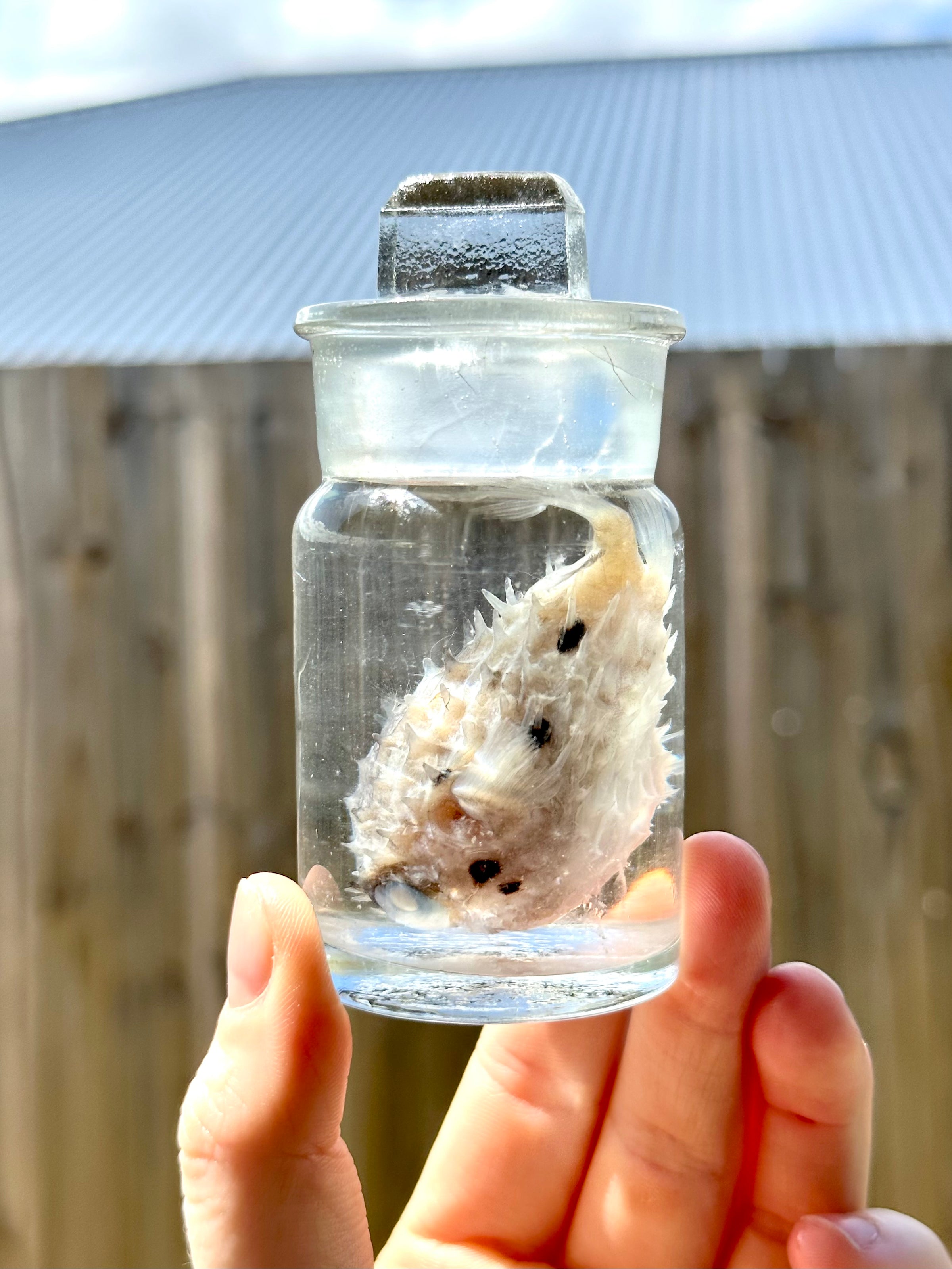 Wet Specimen Museum Jar Pufferfish 🐡 PICK UP ONLY Oddity Bug Club