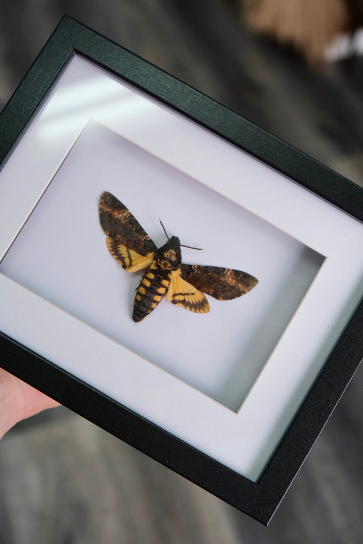 Acherontia Atropos / Death's-Head Hawkmoth in a frame