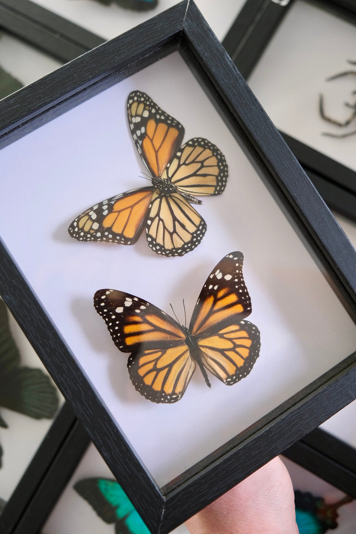 Duo Monarch Butterfly / Danaus Plexippus in a frame