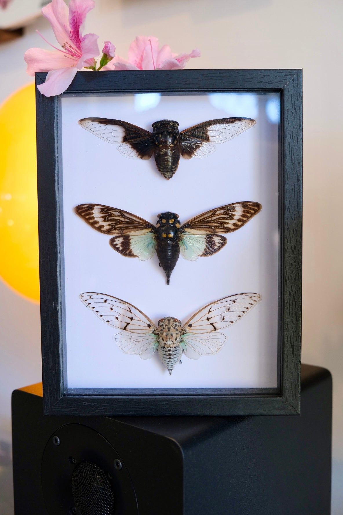 Winter Cicada Trio Frame
