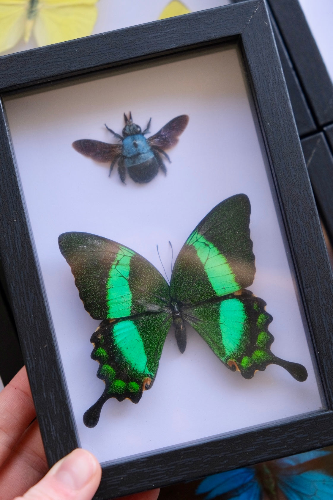 Blue Carpenter Bee & Emerald Peacock Butterfly Duo Frame