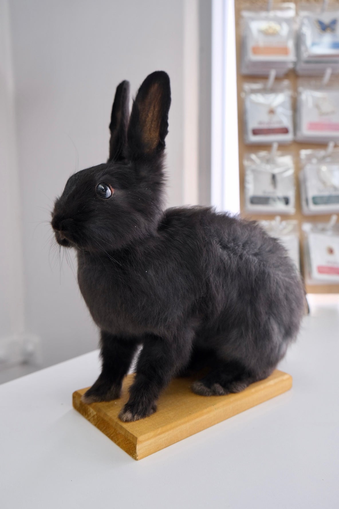 “Max” Taxidermy Bunny