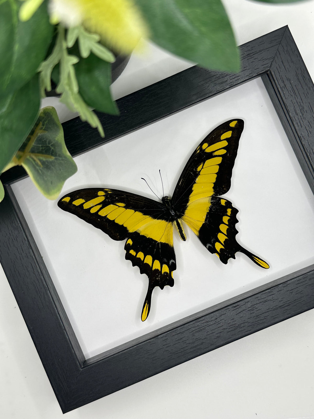 King Swallowtail / Papilio Thoas in a frame