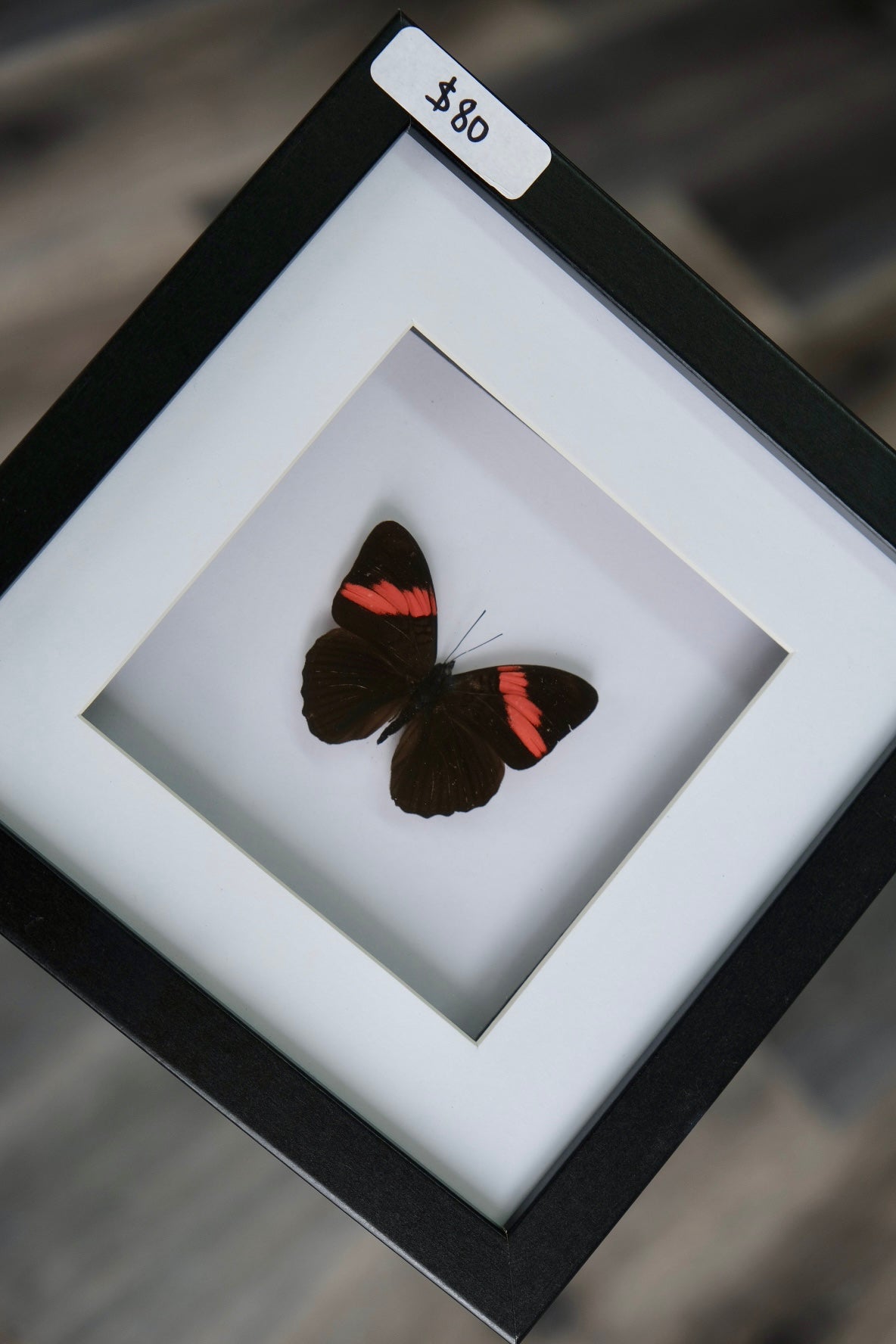 Adelpha Lycorias Lara Butterfly in a frame