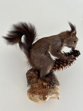 Load image into Gallery viewer, “Fletcher” Taxidermy Squirrel
