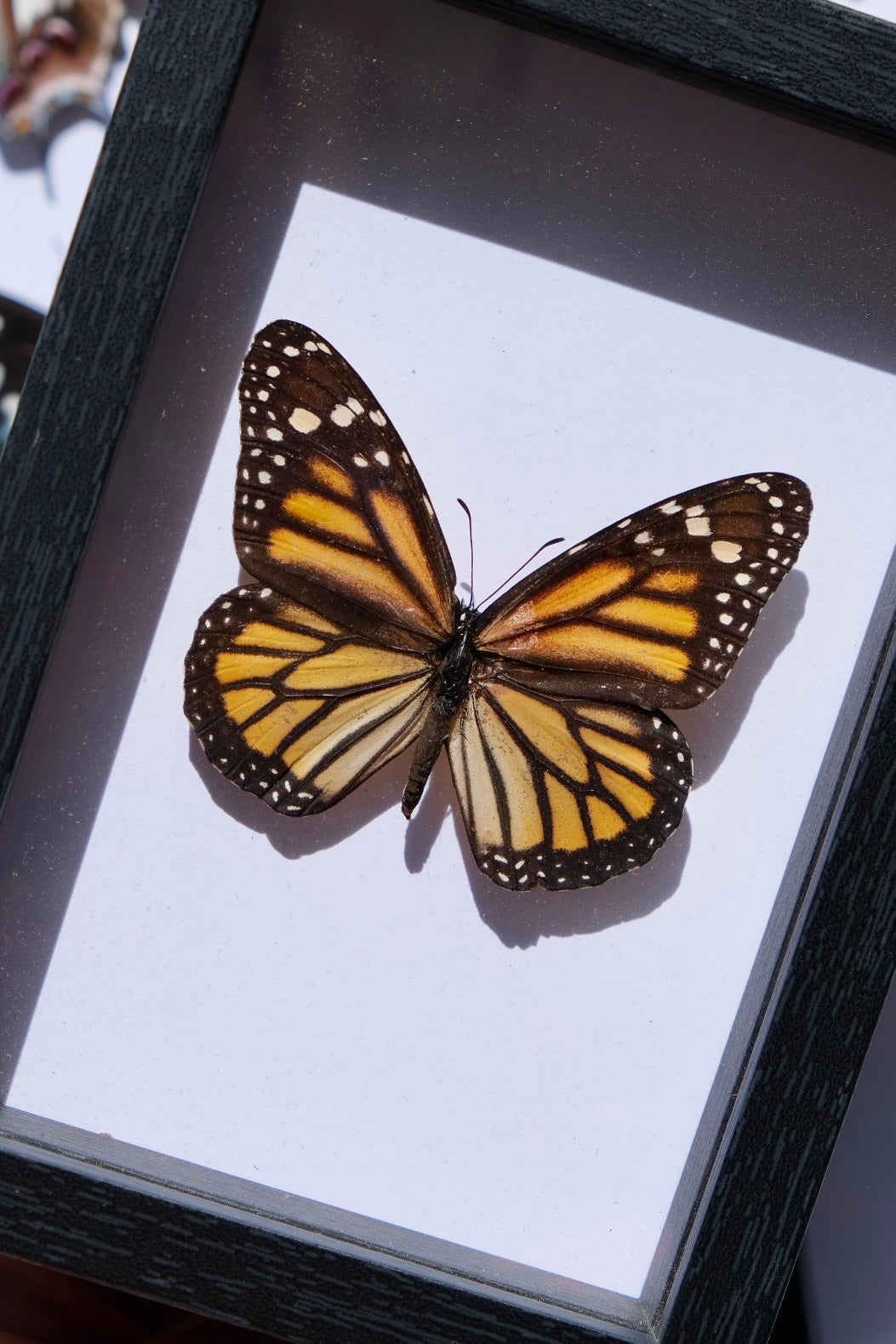 Monarch Butterfly / Danaus Plexippus in a frame #2