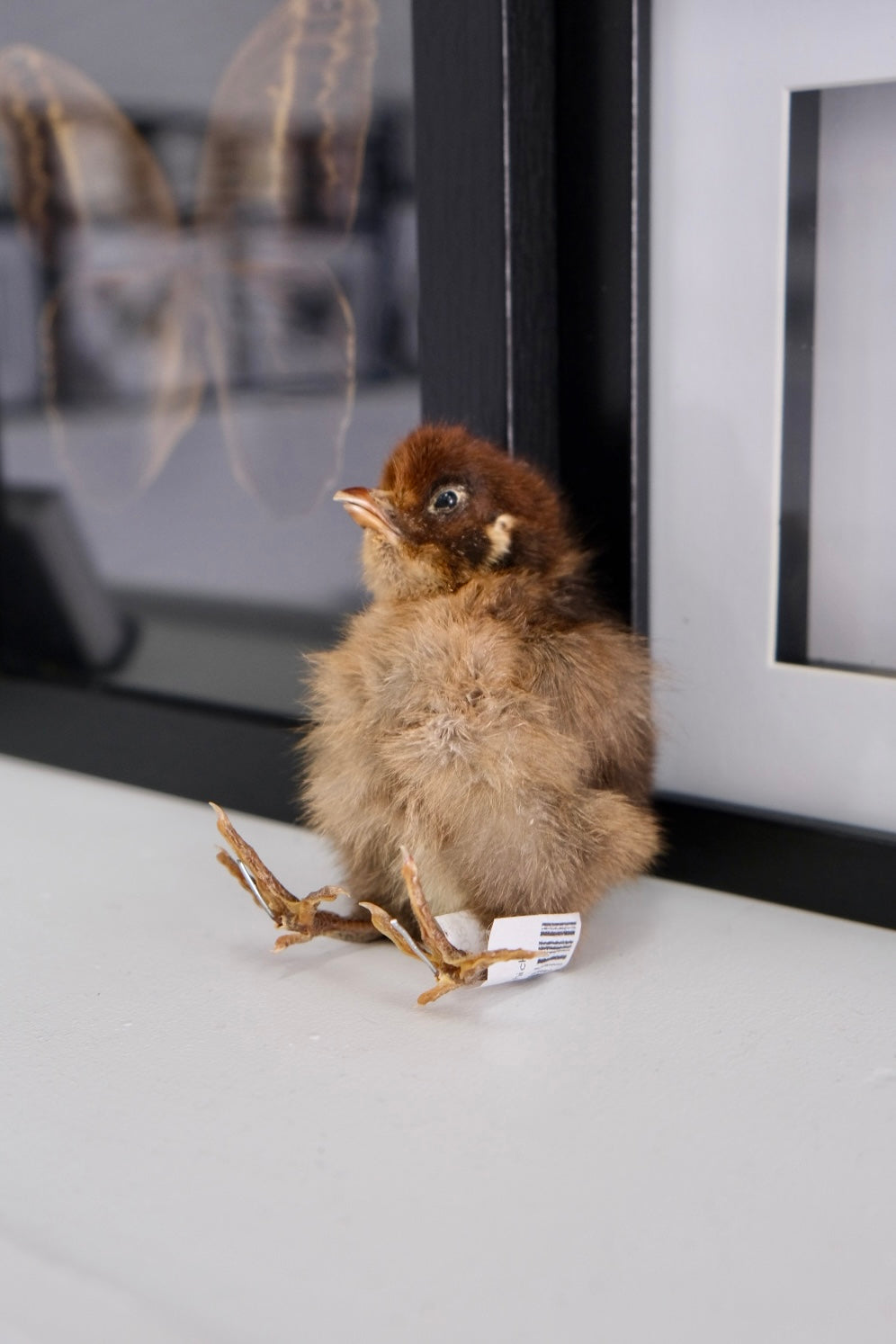 Taxidermy Chick | Brown