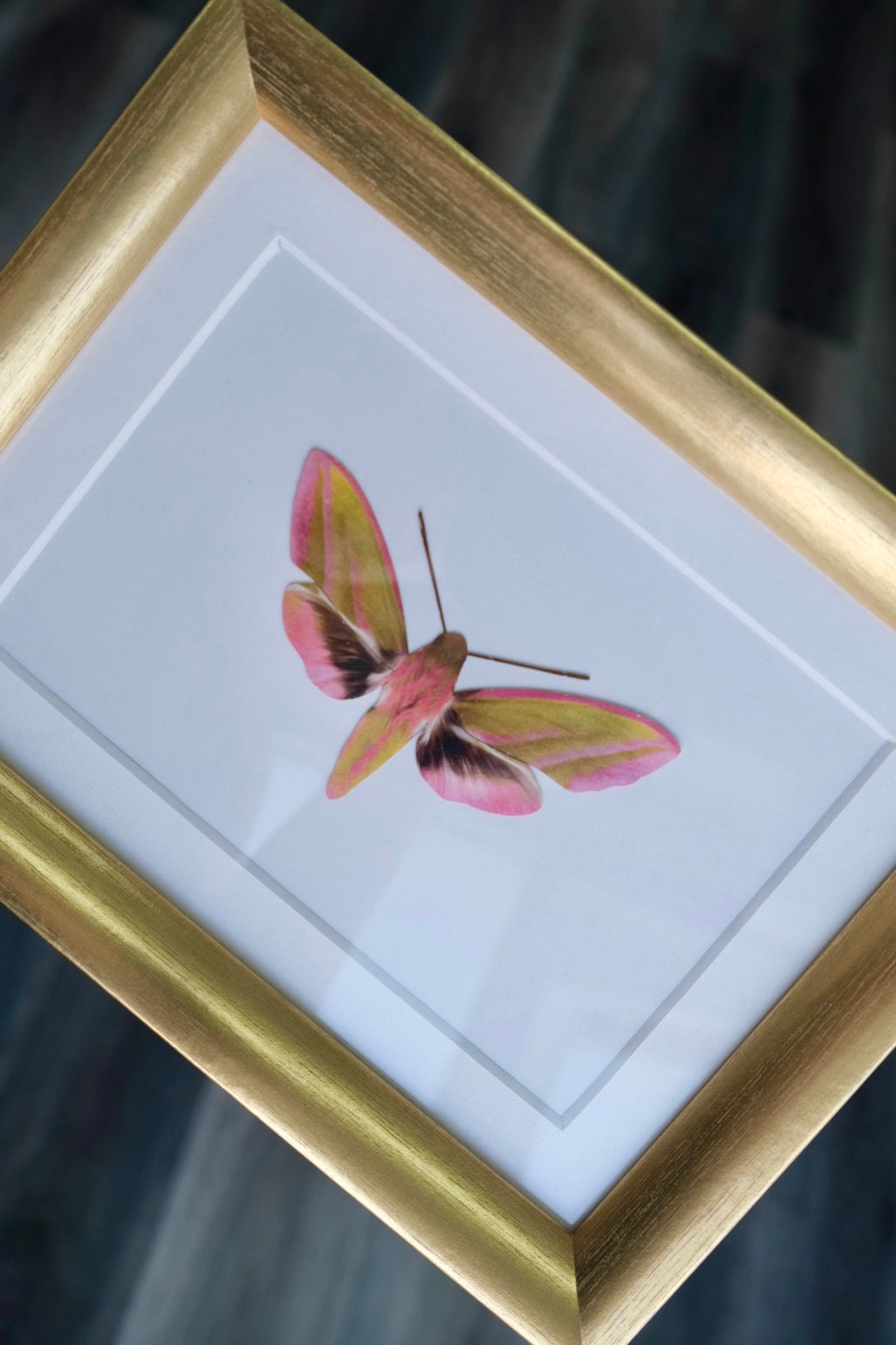 Hawkmoth | VEGAN Replica Paper Specimen *NOT REAL*