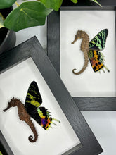 Load image into Gallery viewer, Dried &#39;Fairy&#39; Seahorse in a frame
