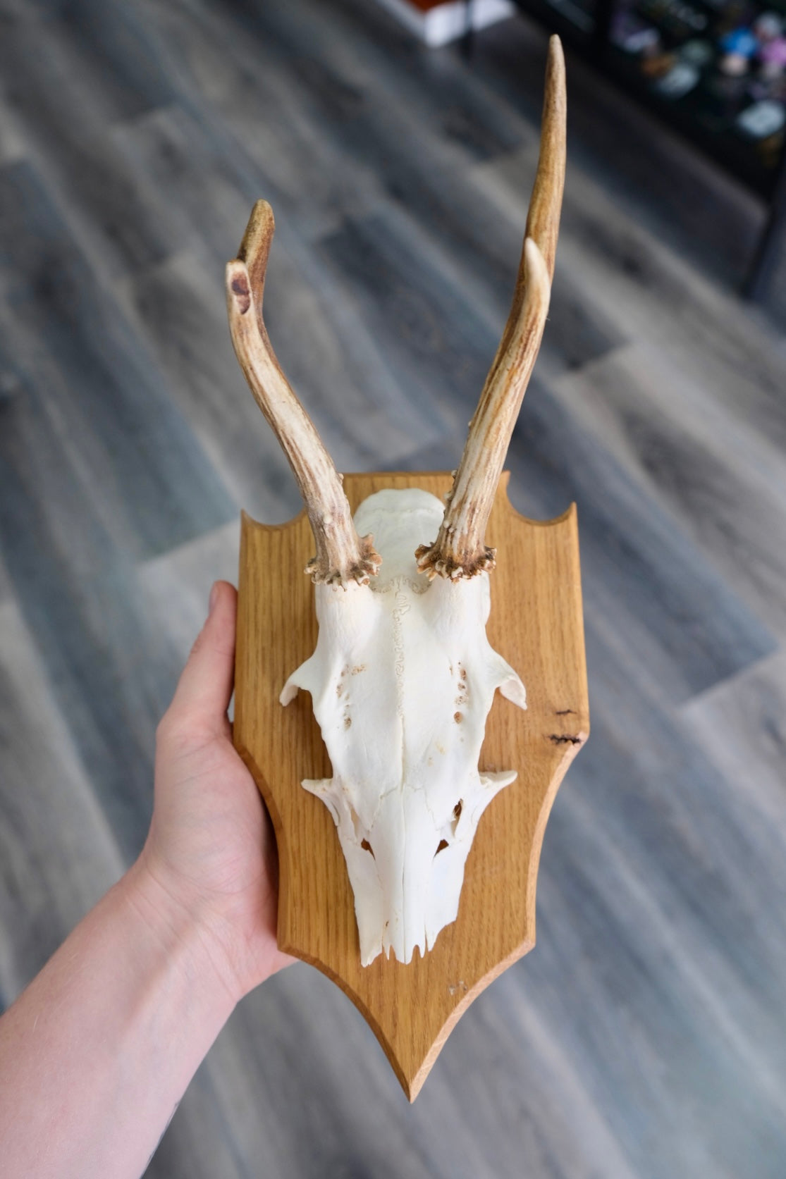 Roe Deer Skull Shield #5