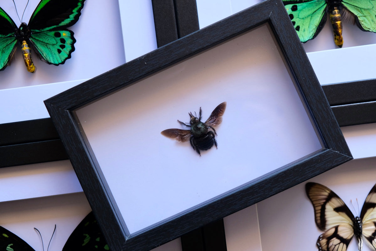 Carpenter Bee / Xylocopa Caerulea in a frame | Male