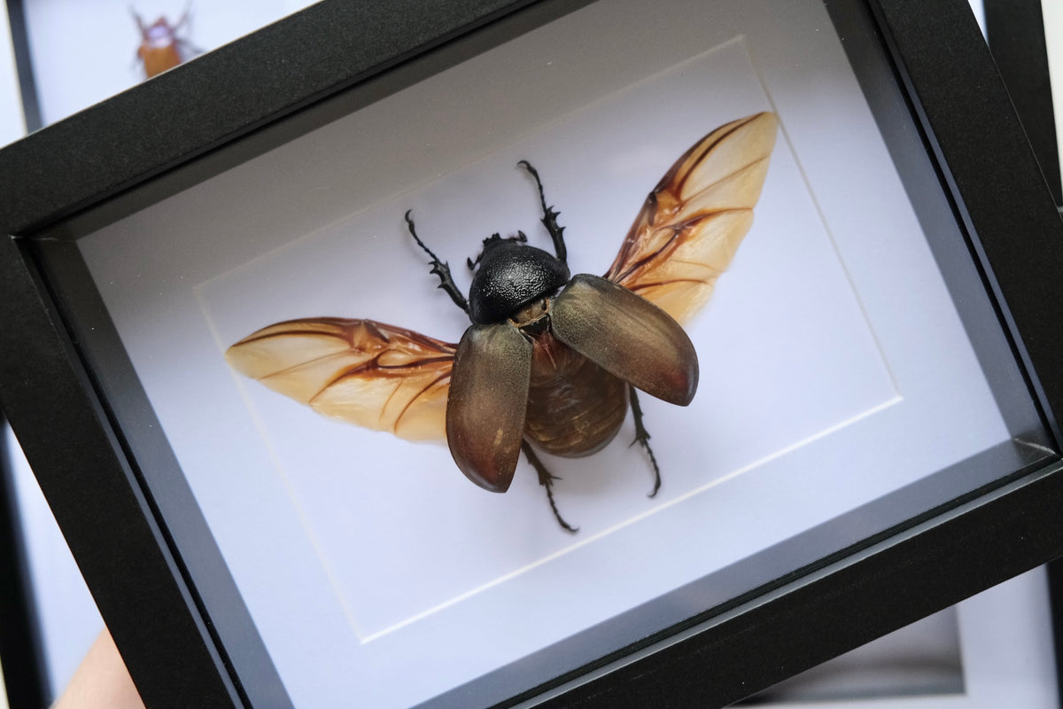 Chalcosoma Chiron Beetle in a frame | Spread