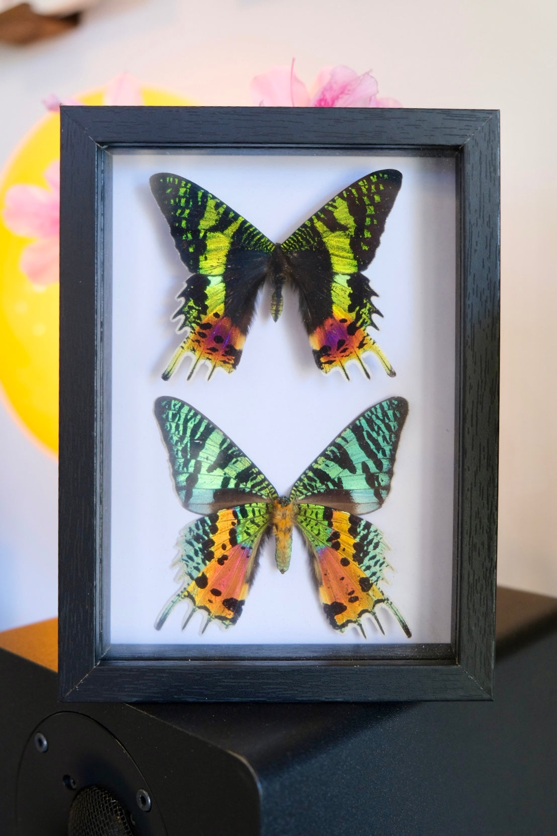 Duo Madagascan Sunset Moth Frame