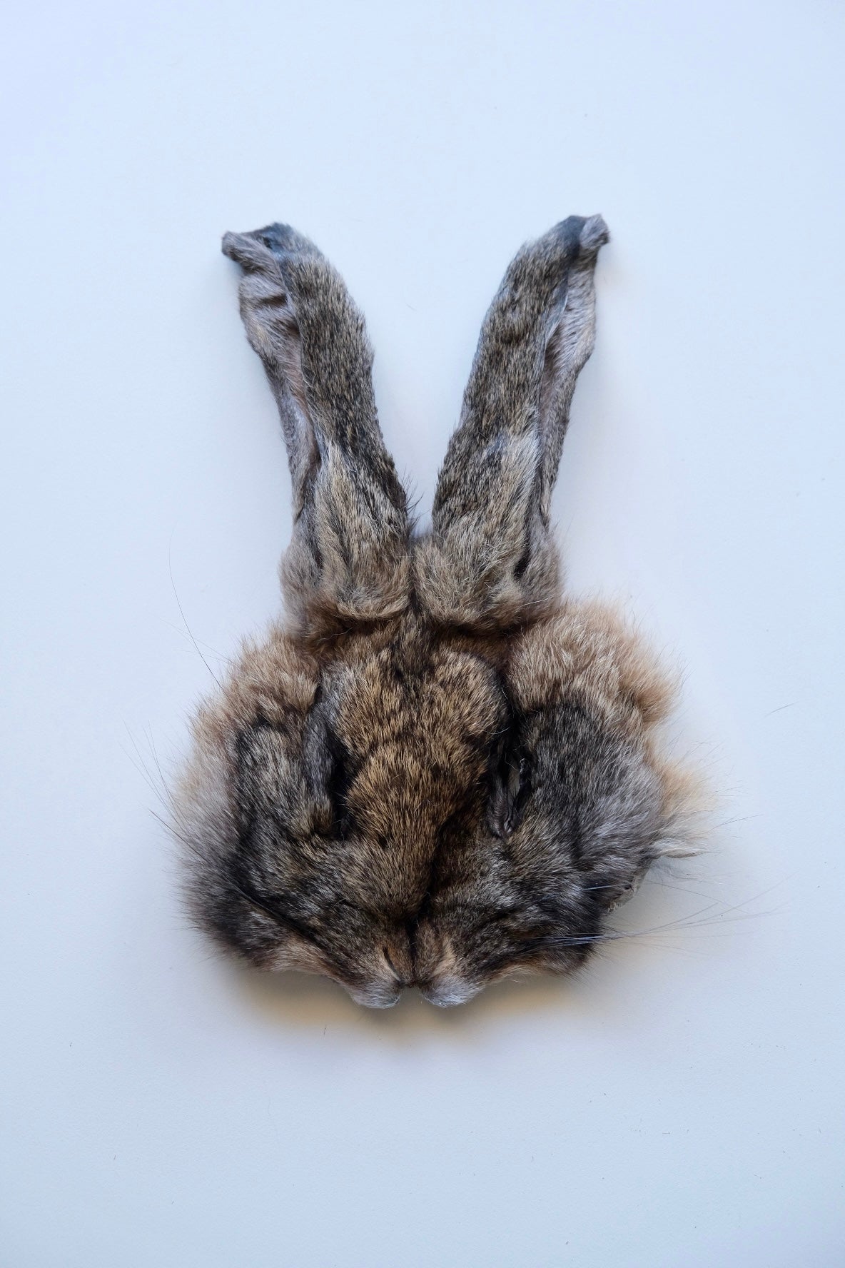 Rabbit Face Pelt