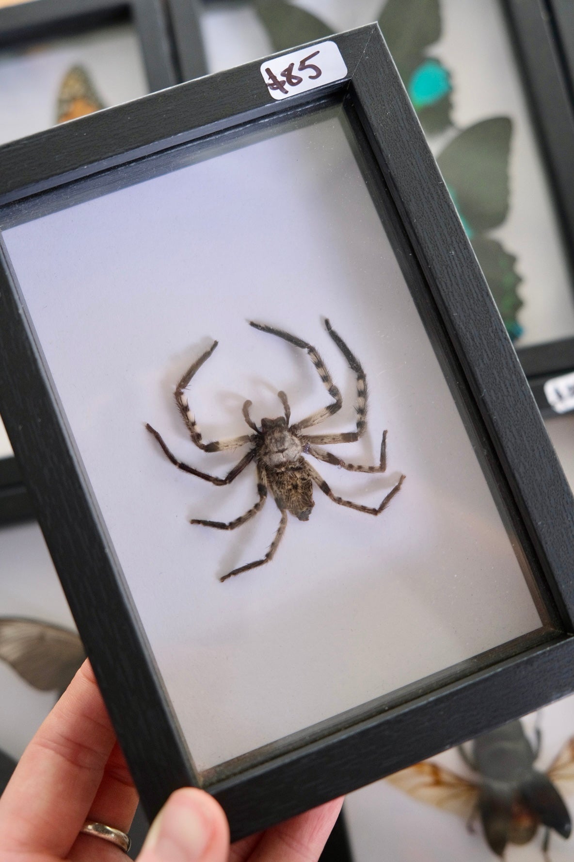 Malaysian Huntsman Spider in a frame