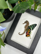 Load image into Gallery viewer, Dried &#39;Fairy&#39; Seahorse in a frame
