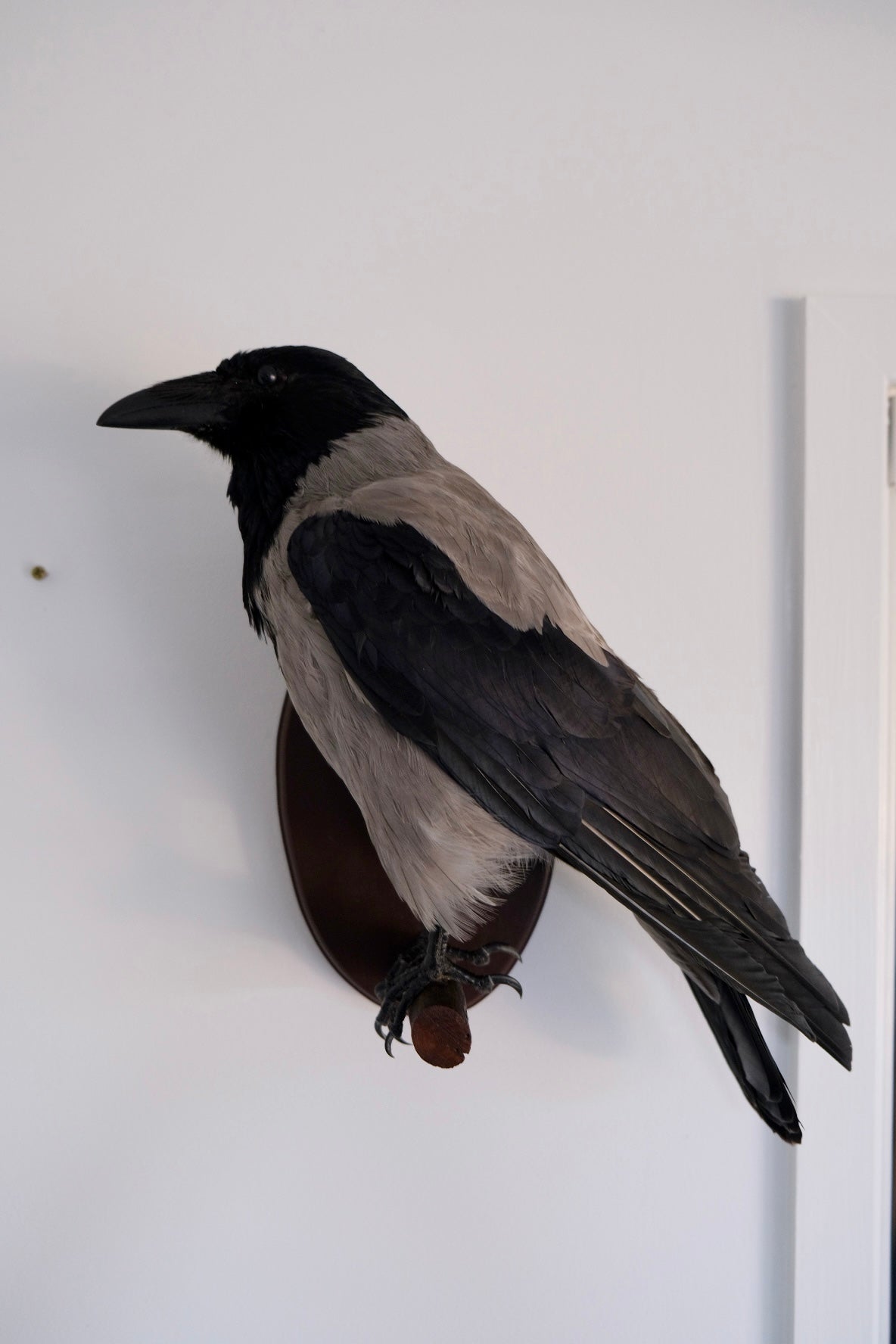 “Zazu” Taxidermy Hooded Crow | Express shipping unavailable #08