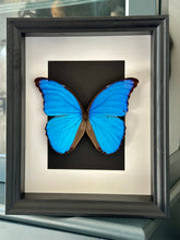 Load image into Gallery viewer, Blue Morpho Butterfly in a frame (A-)
