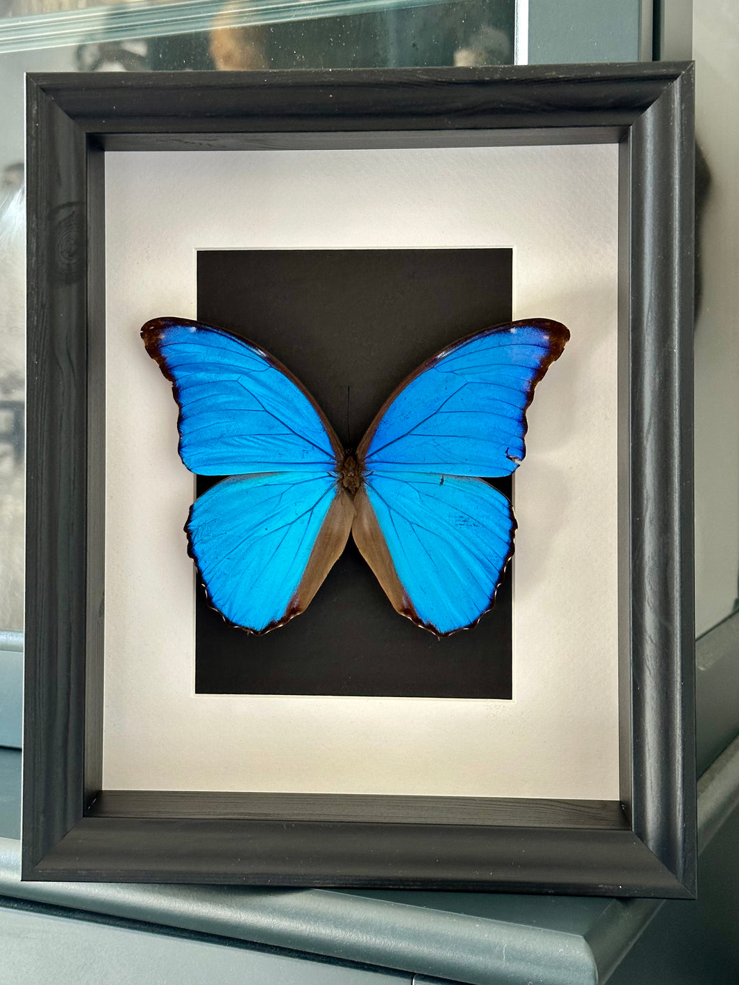 Blue Morpho Butterfly in a frame (A-)