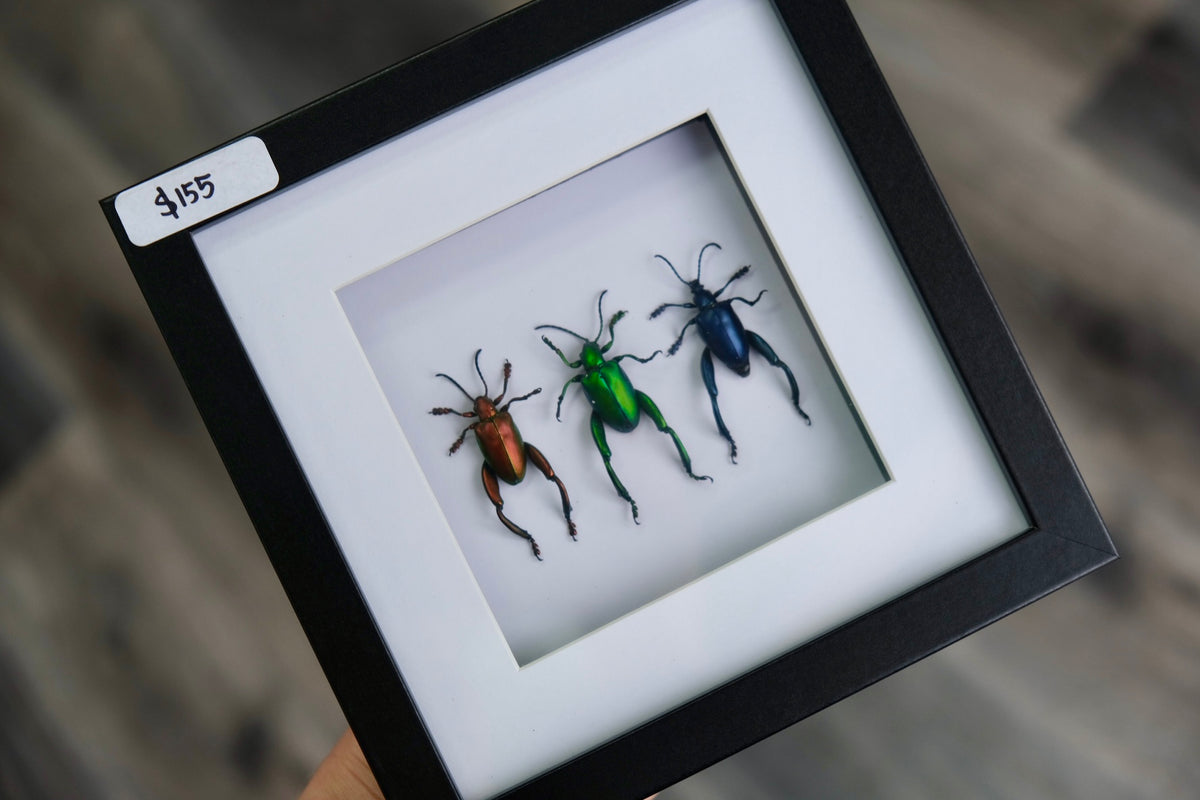 Frog Leg Beetle Trio frame