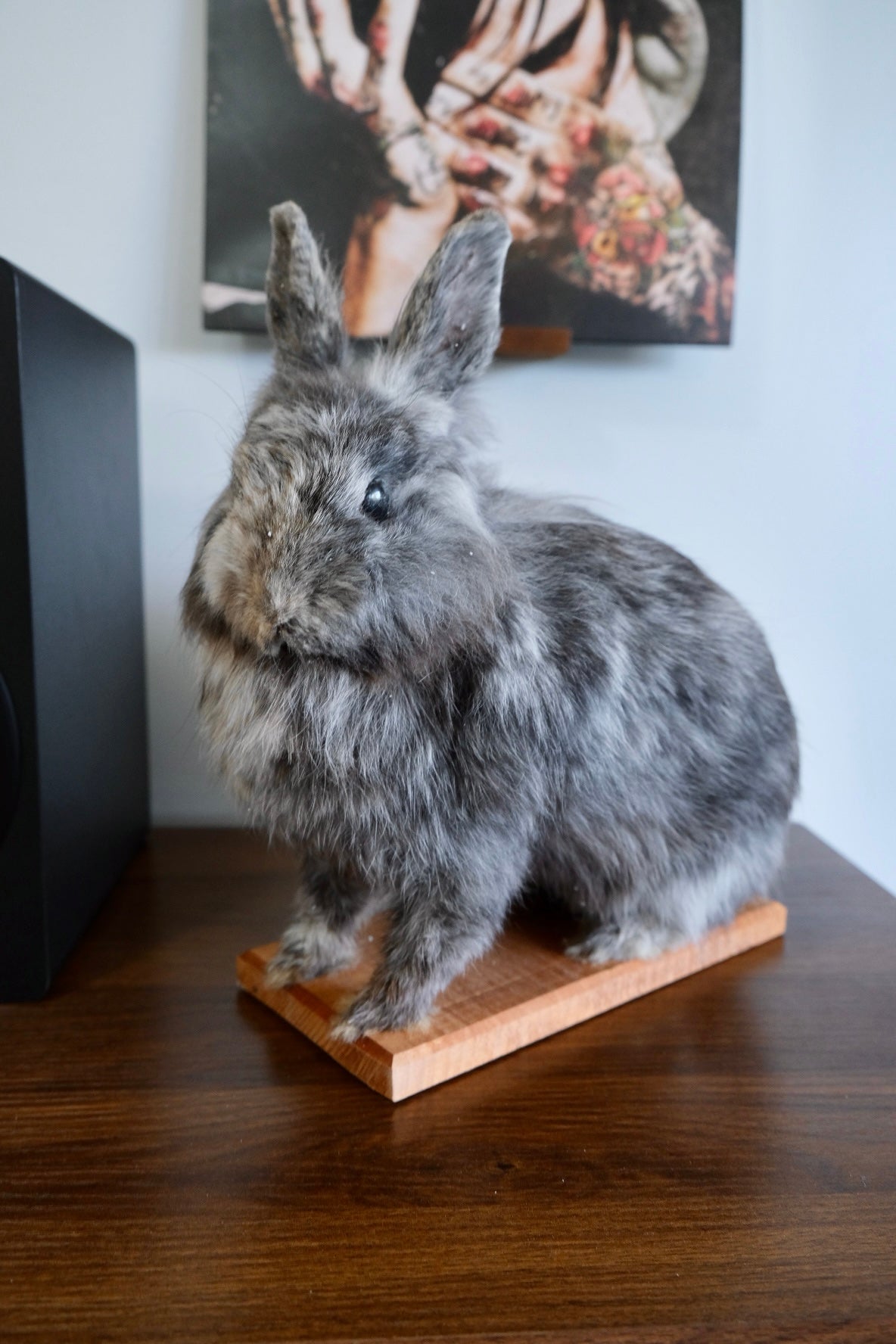 “Dill” Taxidermy XXL Bunny
