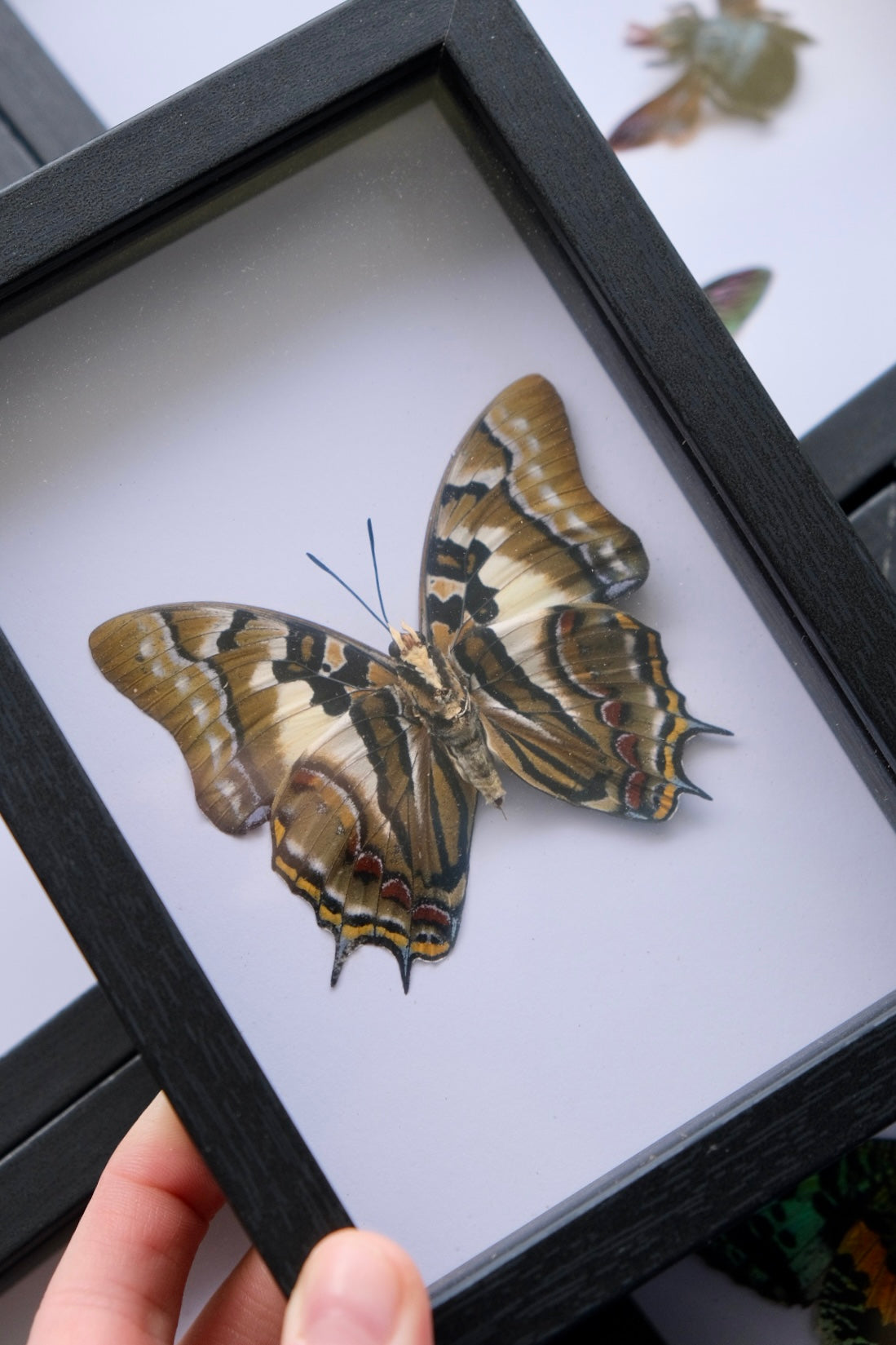 Tailed Emperor Butterfly / Charaxes Pyrrhus in a frame | Ventral (Underside)