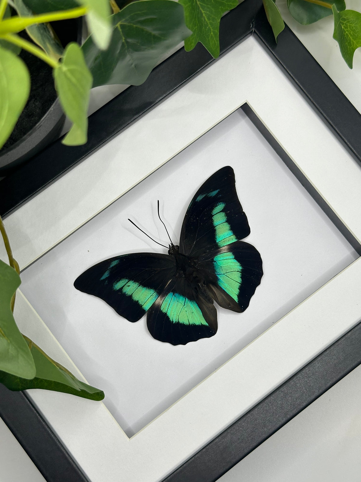 Prepona Butterfly in a frame