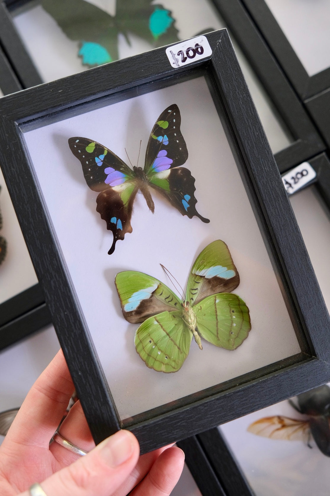 Graphium Weiski & Nessaea Hewitsoni Butterfly Duo frame
