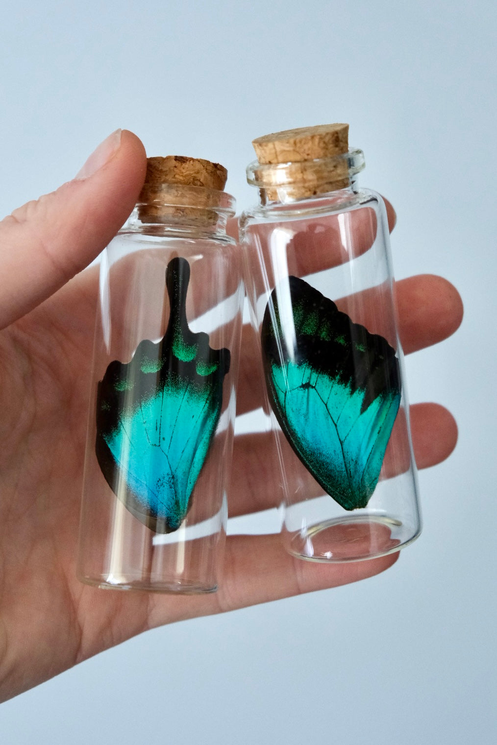 Sea Green Swallowtail / Papilio Lorquinianus Albertisi Wing Jar