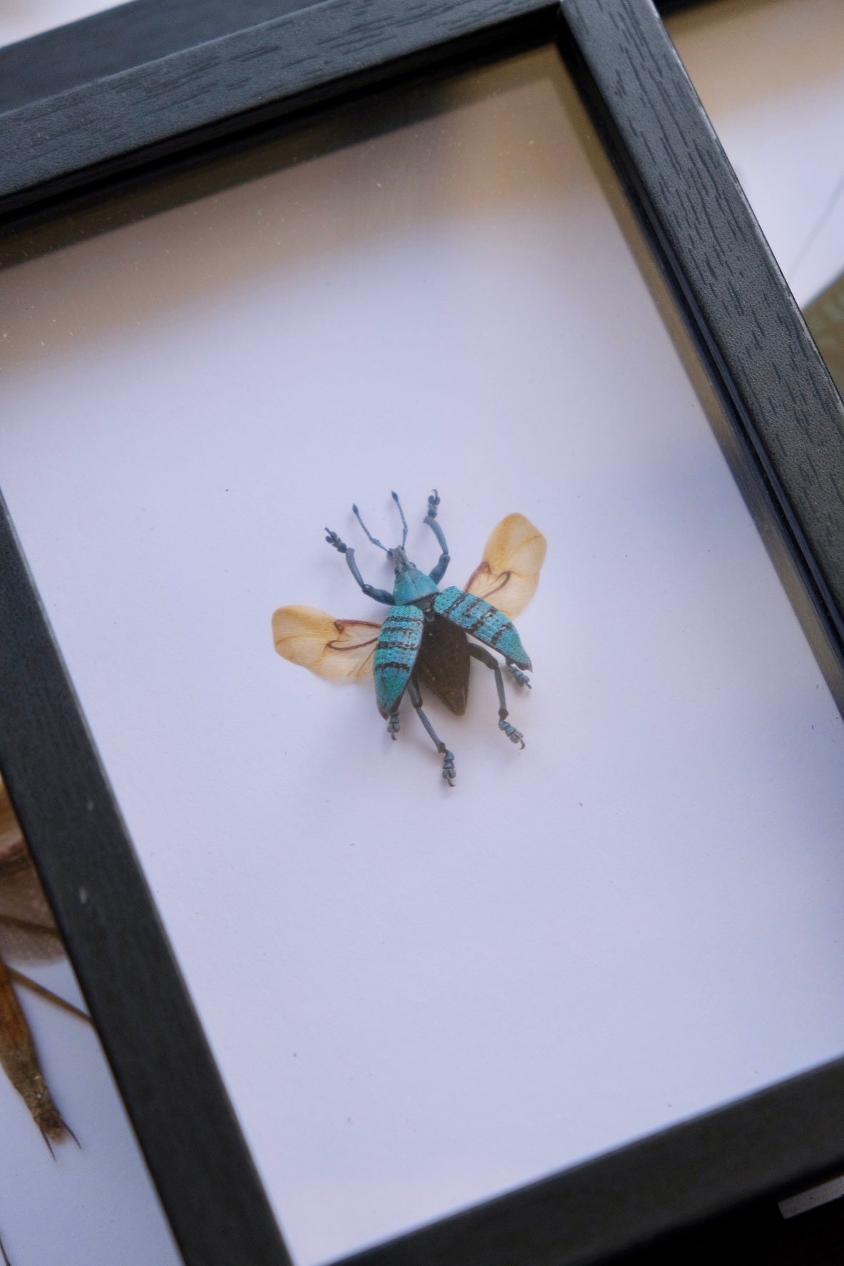 Weevil Beetle / Eupholus sp in a frame | Spread