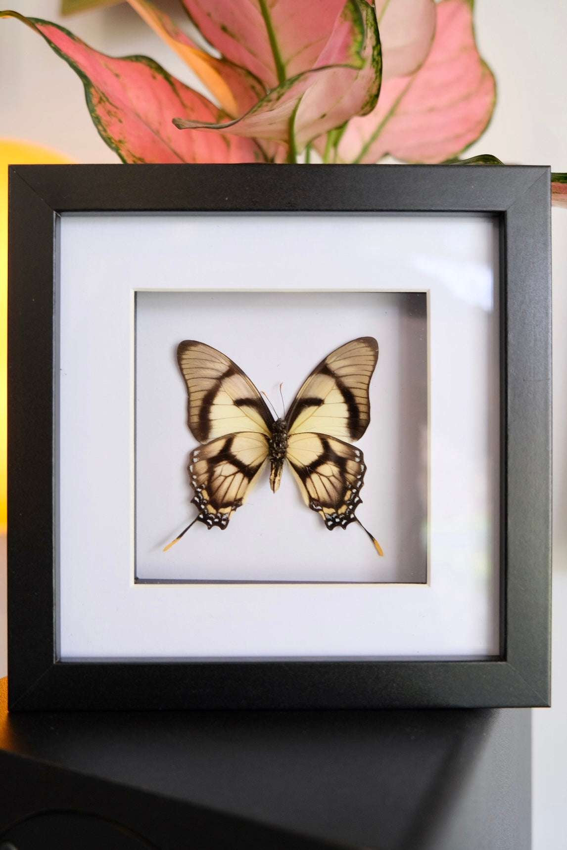 Eurytides Dolicaon Butterfly in a square frame #1