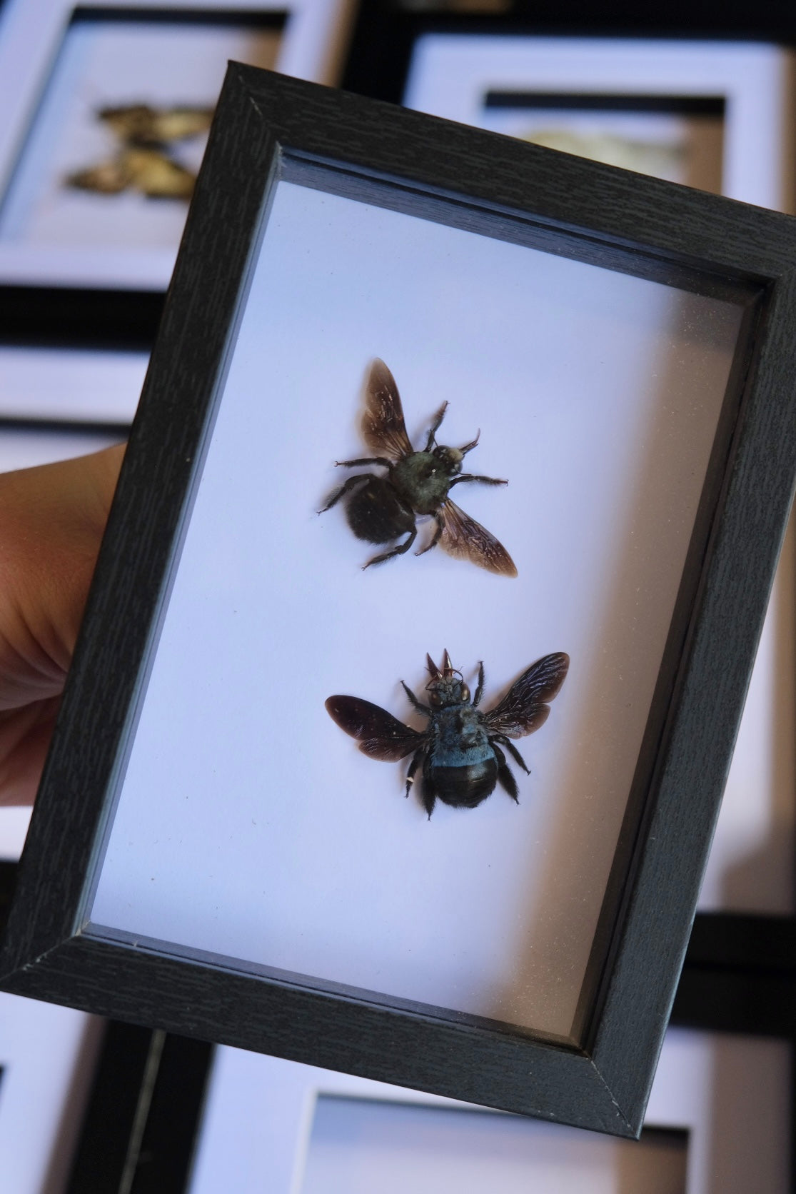 Blue Carpenter Bee / Xylocopa Caerulea in a frame | M & F Duo #2