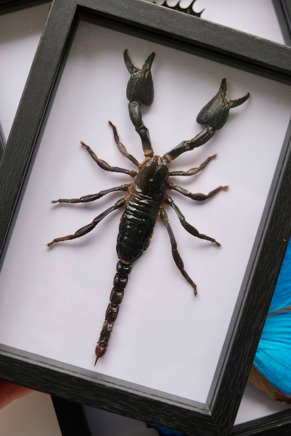 Asian Blue Forest Scorpion / Javanimetrus Cyaneus in a frame #3