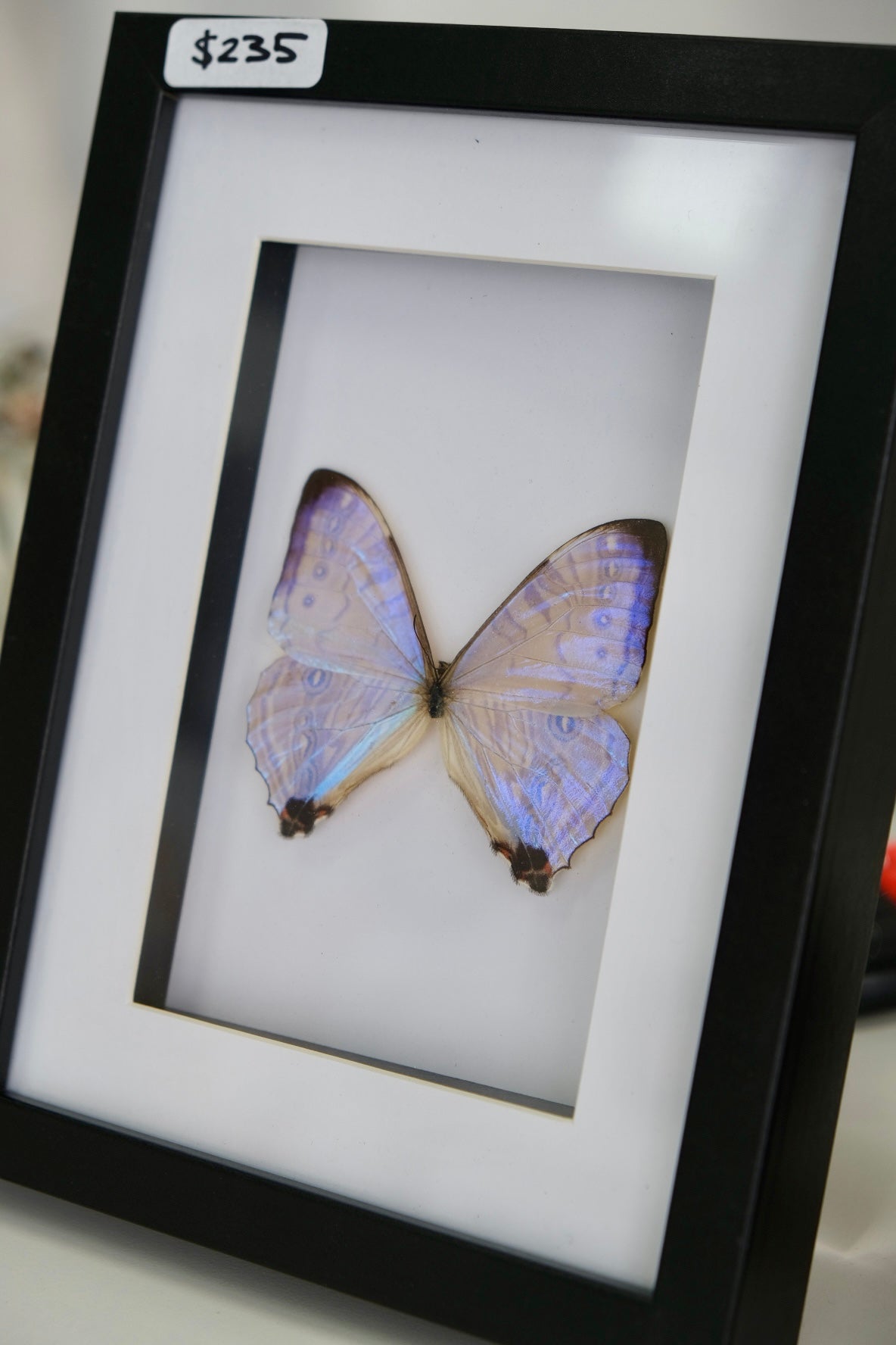 Morpho Sulkowsky Butterfly in a frame | Portrait #2