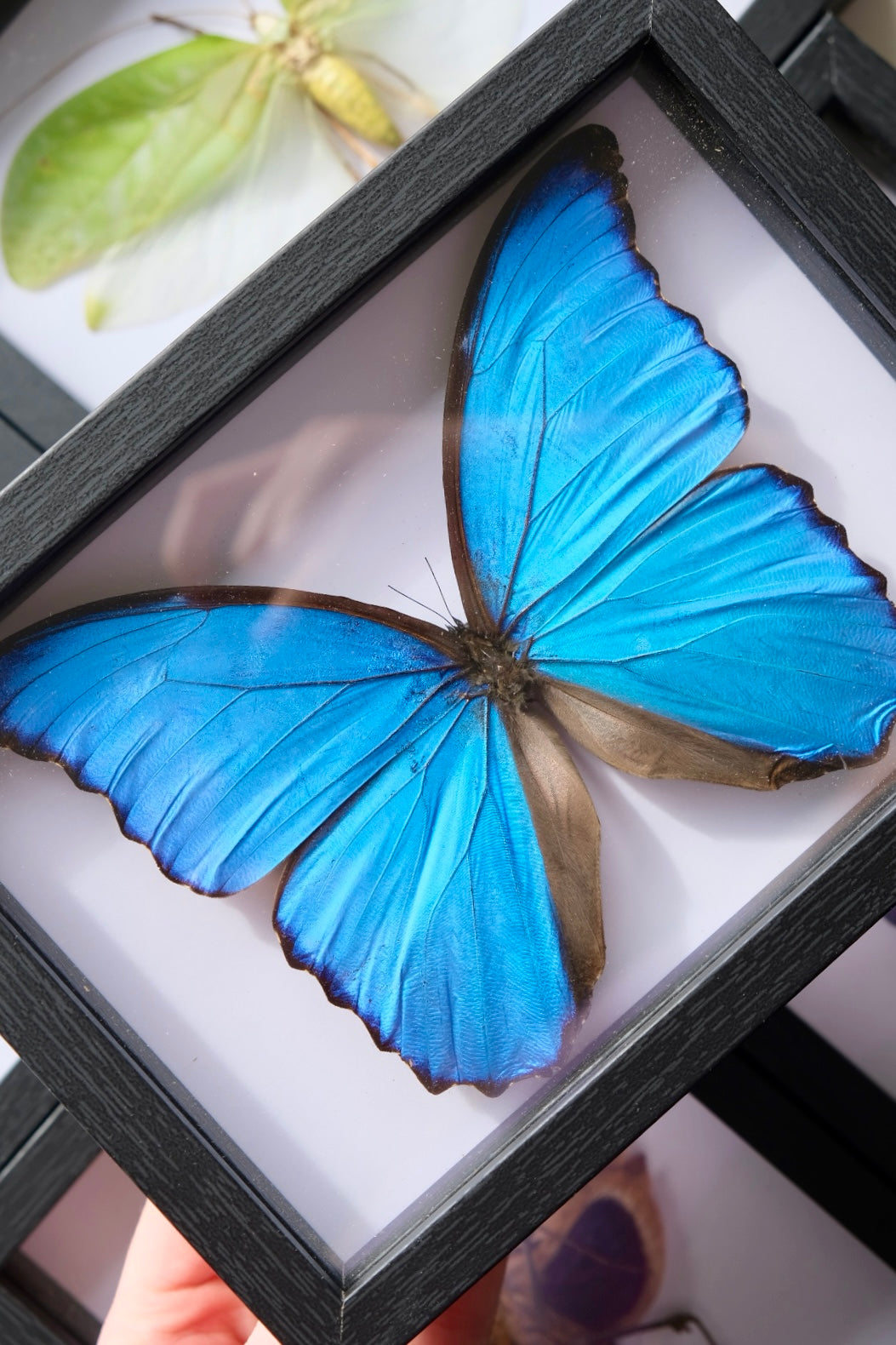Blue Morpho Didius in a frame #2