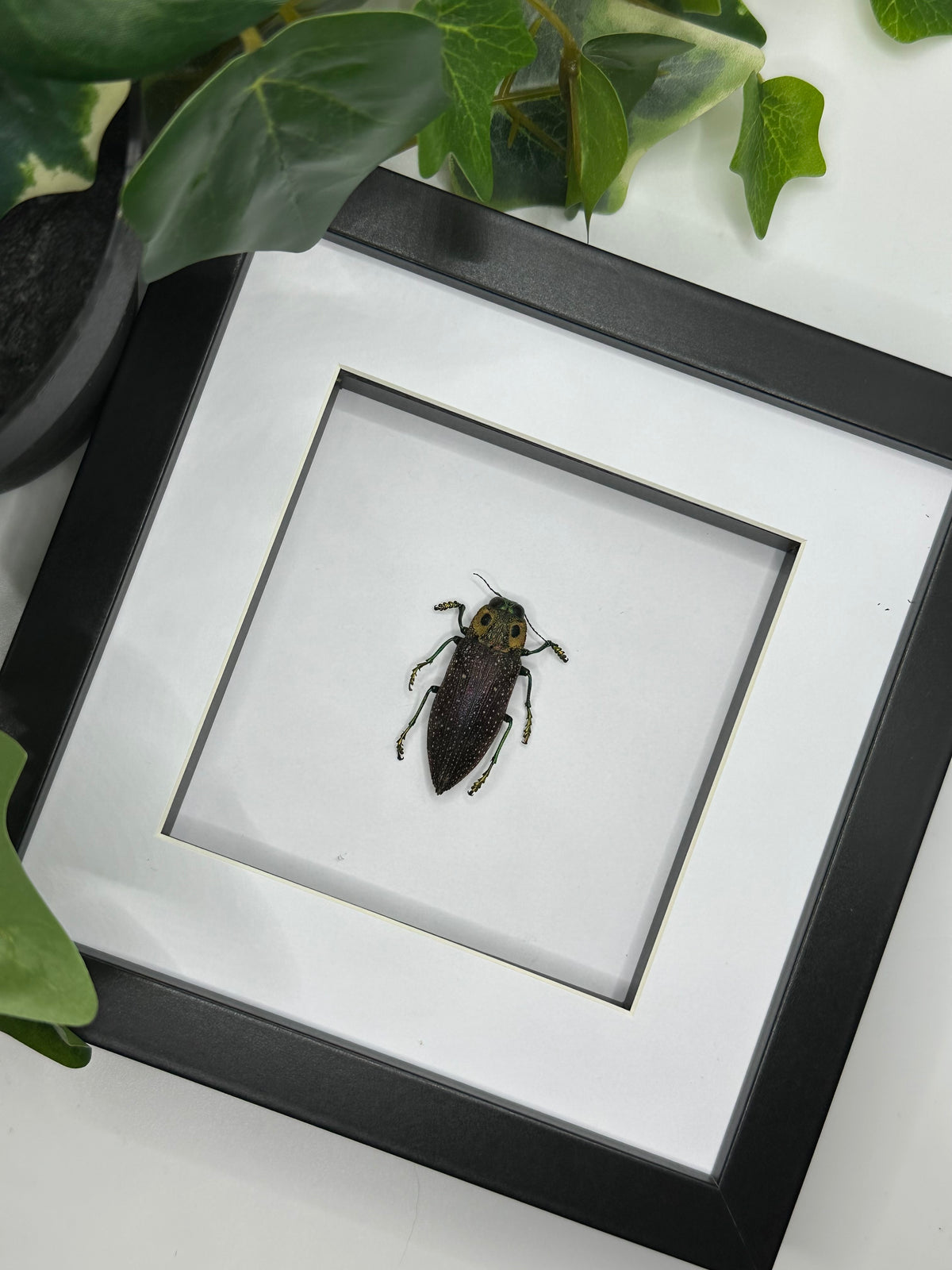 Jewel Beetle / Lampropepla Rothschildi in a frame